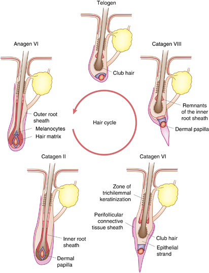 hair loss causes and hair cycle