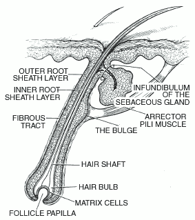 Traits of Healthy Hair - Toppik Malaysia