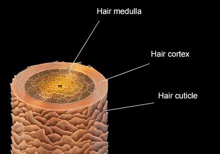 hair under microscope labeled
